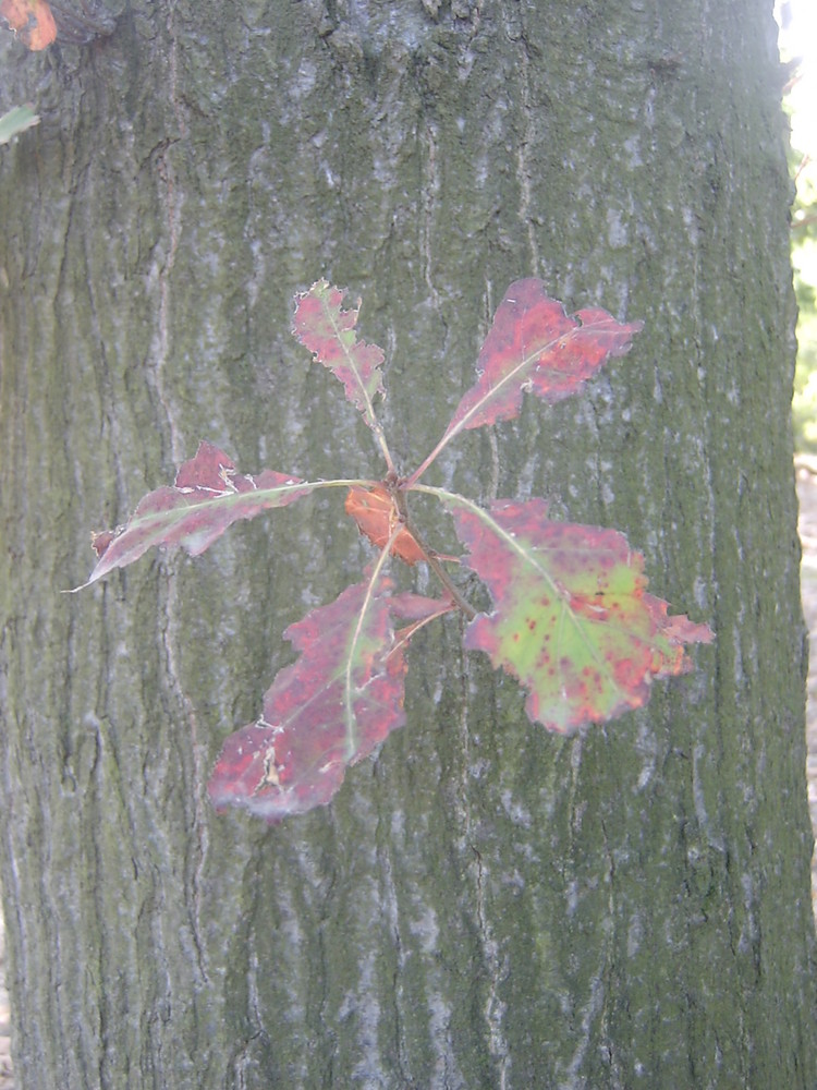 Spider Leaf...