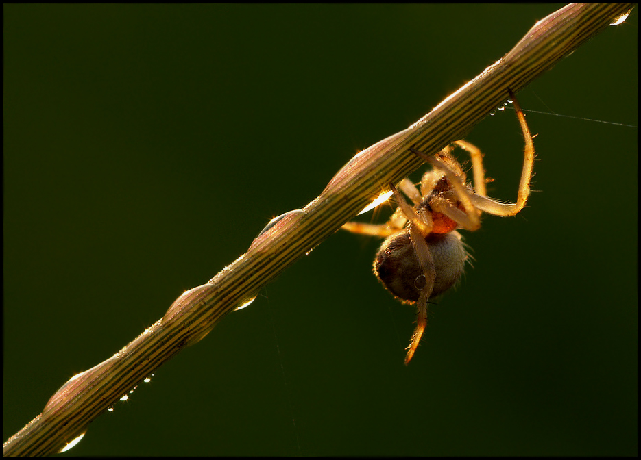 [spider light]