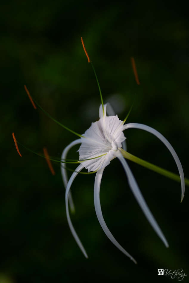 Spider Lily