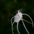 Spider Lily