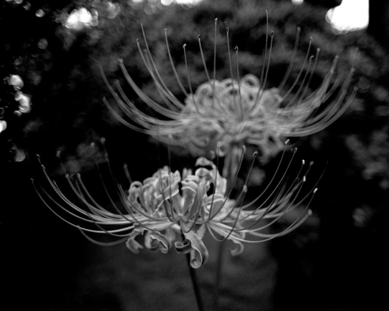 spider lily