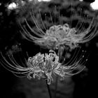 spider lily