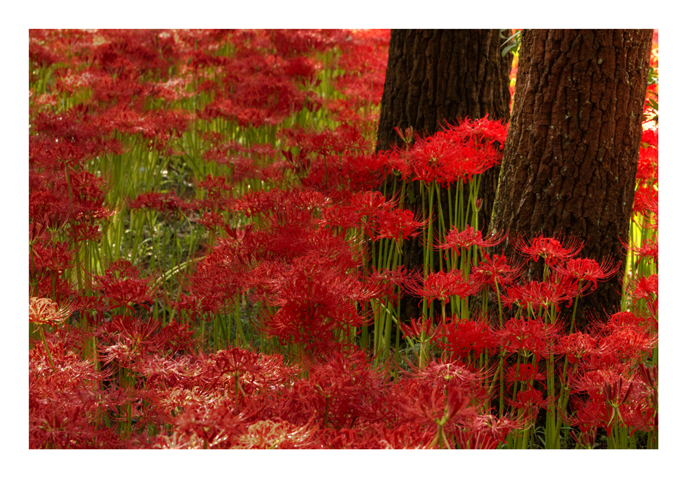 Spider lily