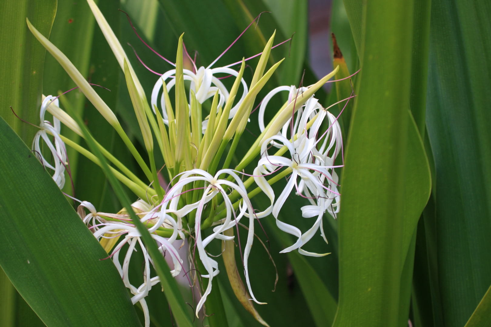 Spider Lily