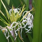 Spider Lily