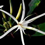 Spider Lily, Hymenoscallis Harrisiansa 
