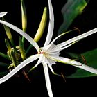 Spider Lily, Hymenoscallis Harrisiansa 