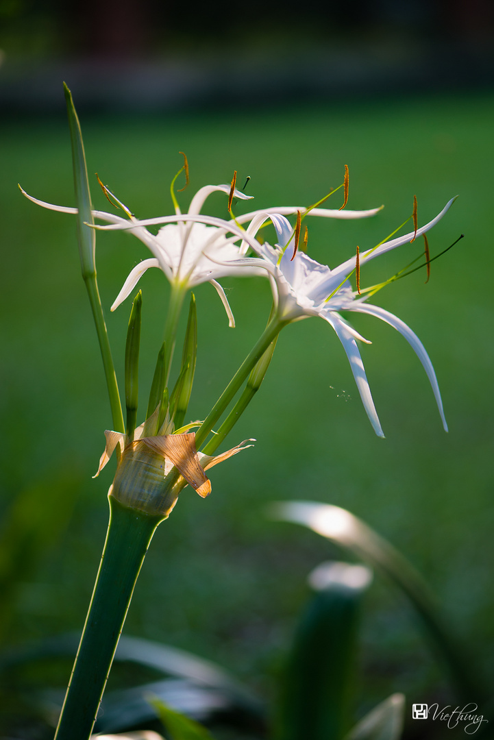 Spider Lily in shine (Hymenocallis littoralis)