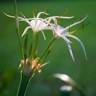 Spider Lily in shine (Hymenocallis littoralis)