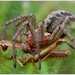 ~~ spider lunch ~~