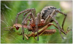 ~~ spider lunch ~~