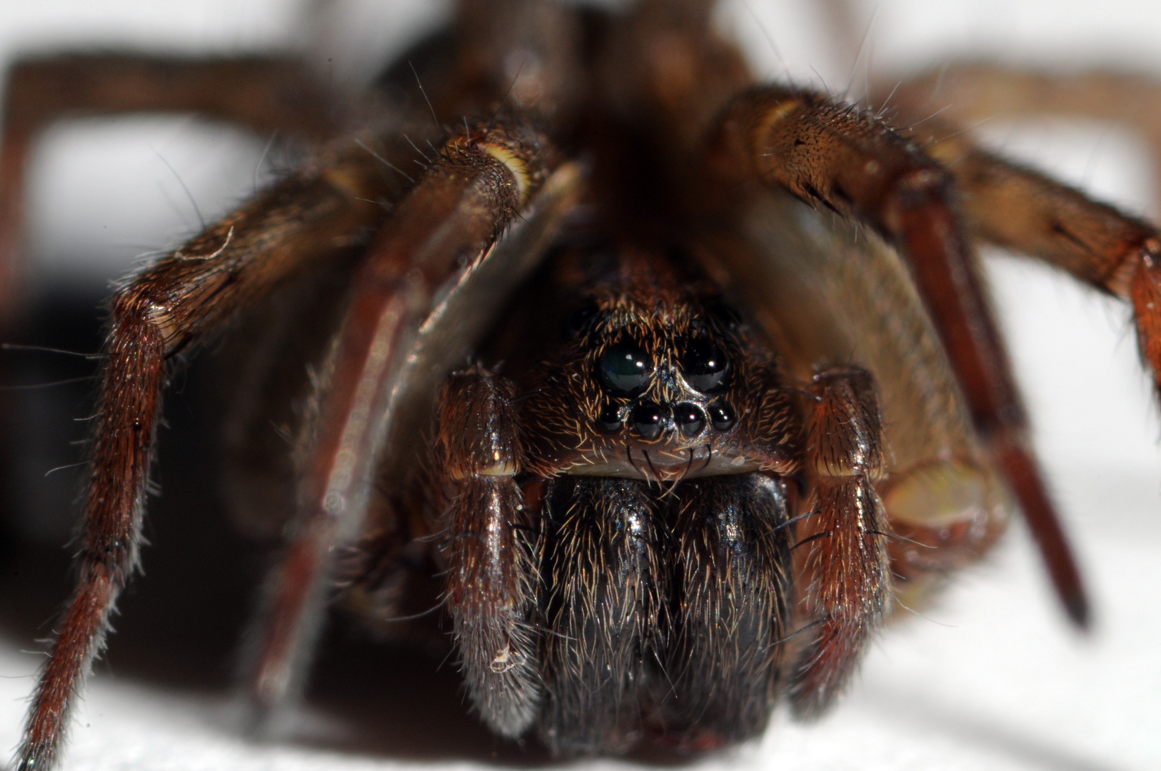 spider macro