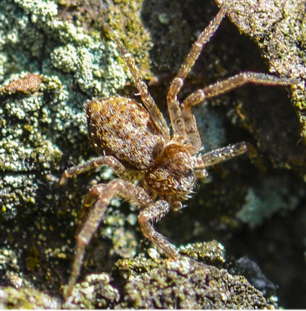 Spider Macro