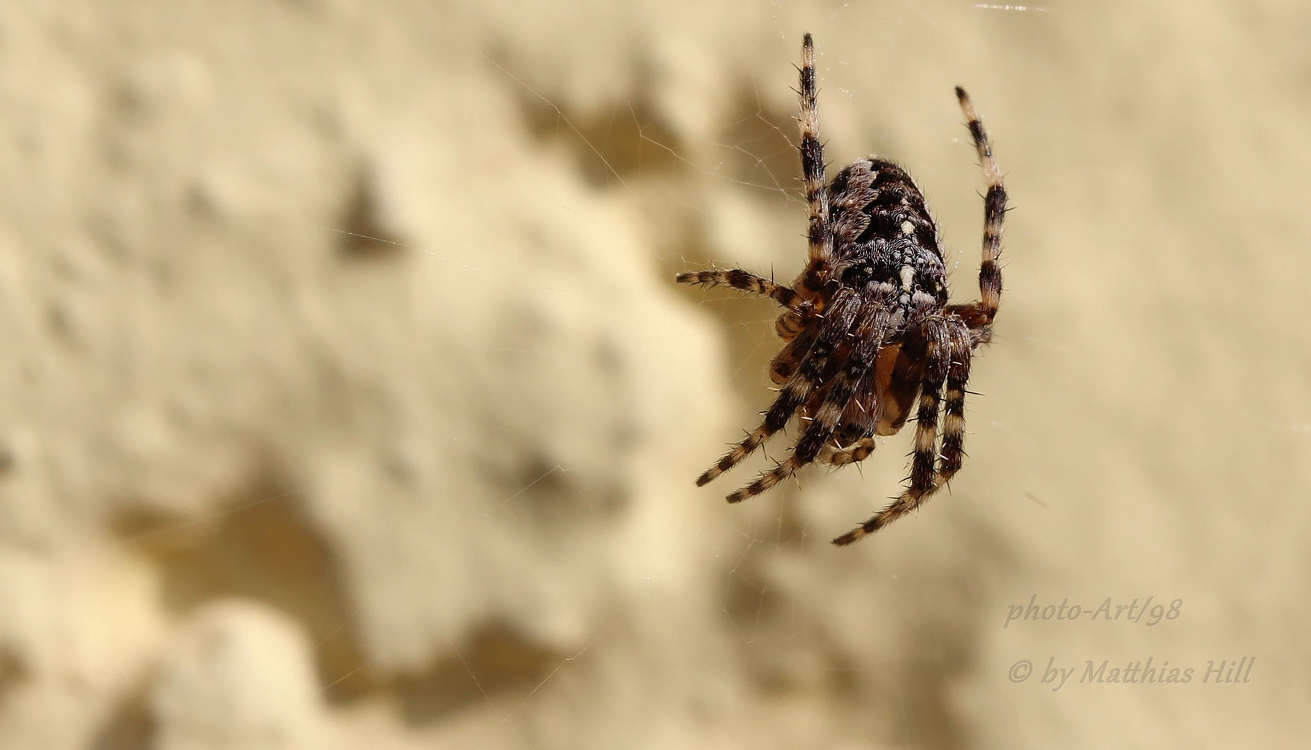 Spider-Macro