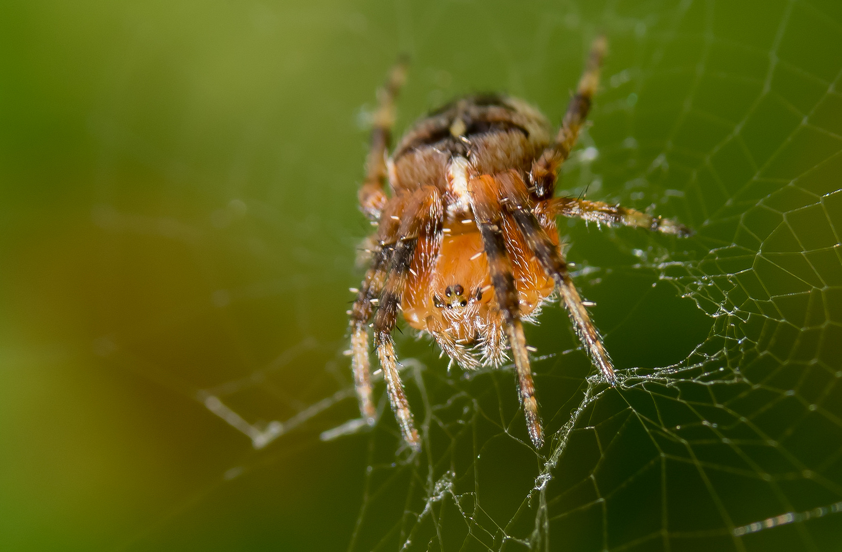 Spider-Makro