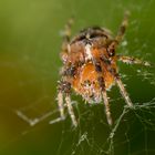 Spider-Makro