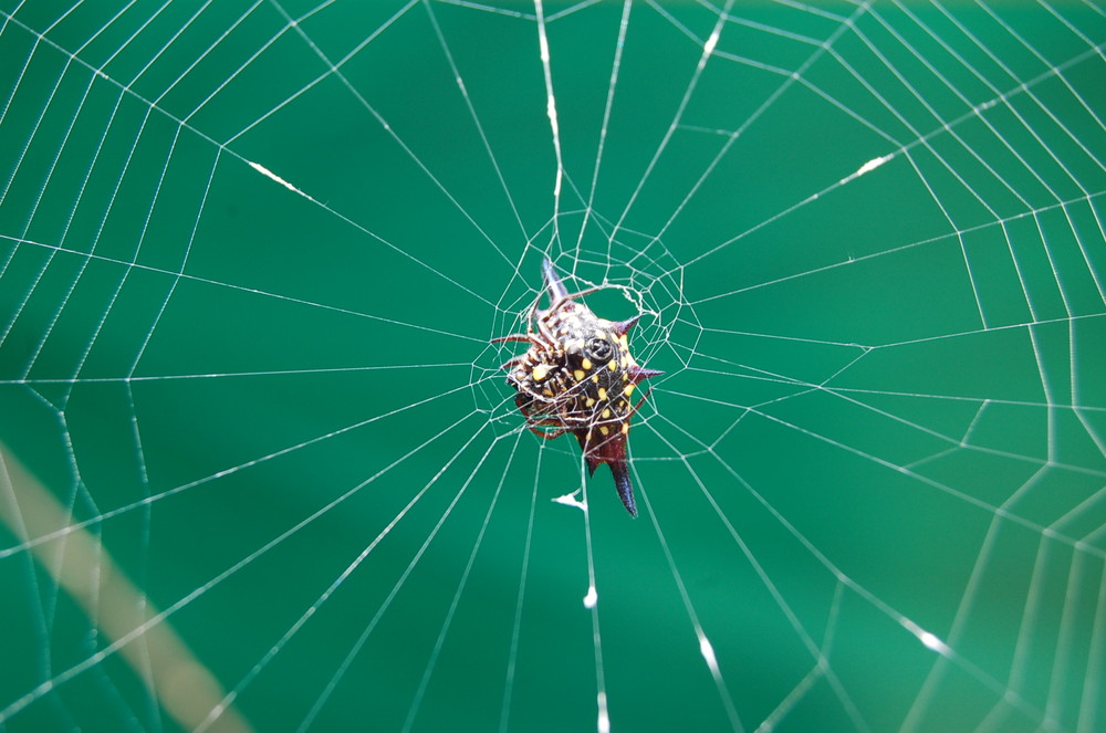 Spider Murphy Band ? aus Australien