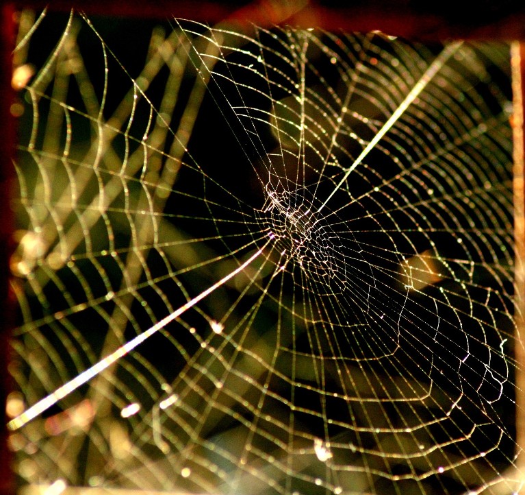 spider net