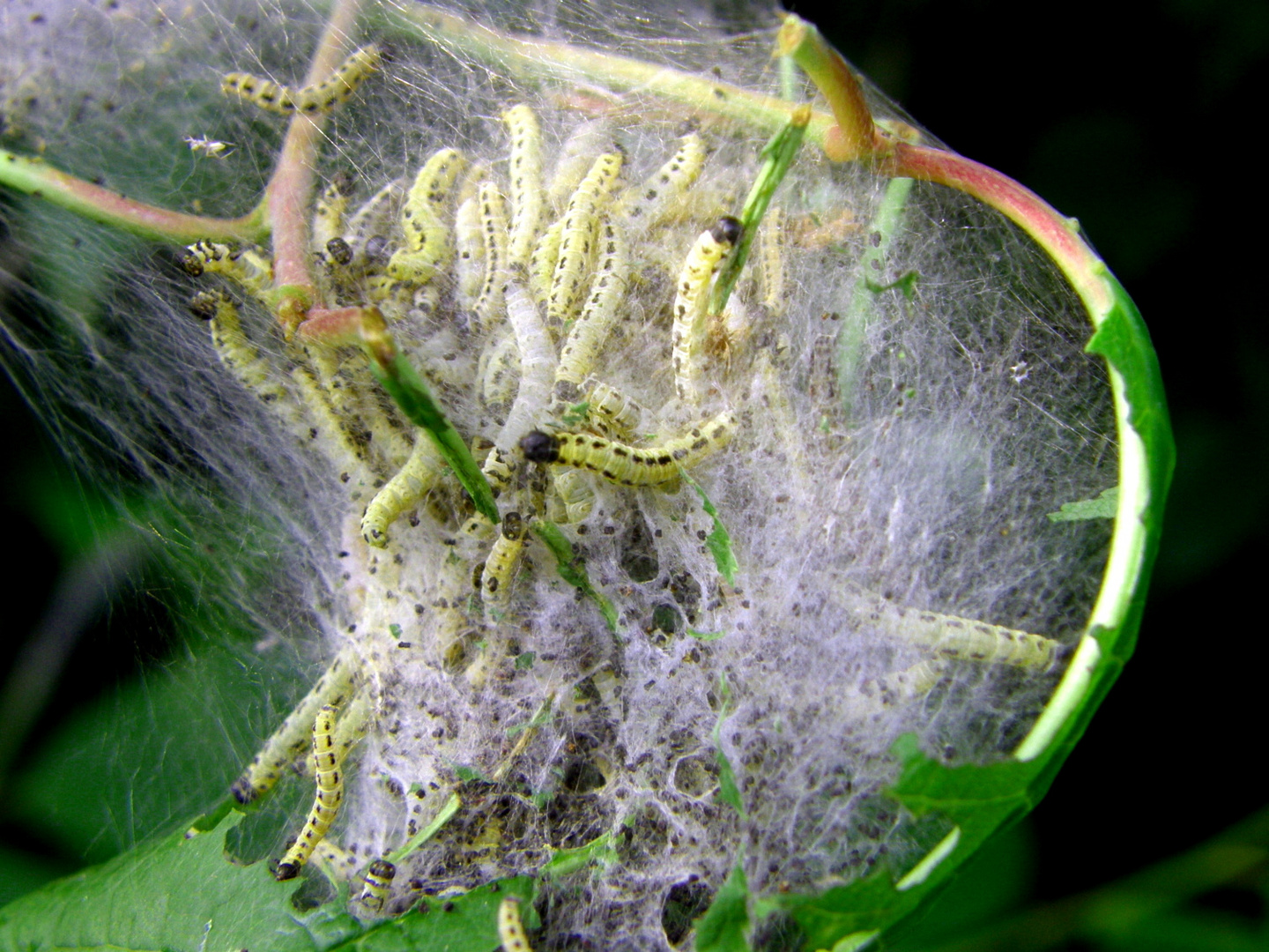 spider net