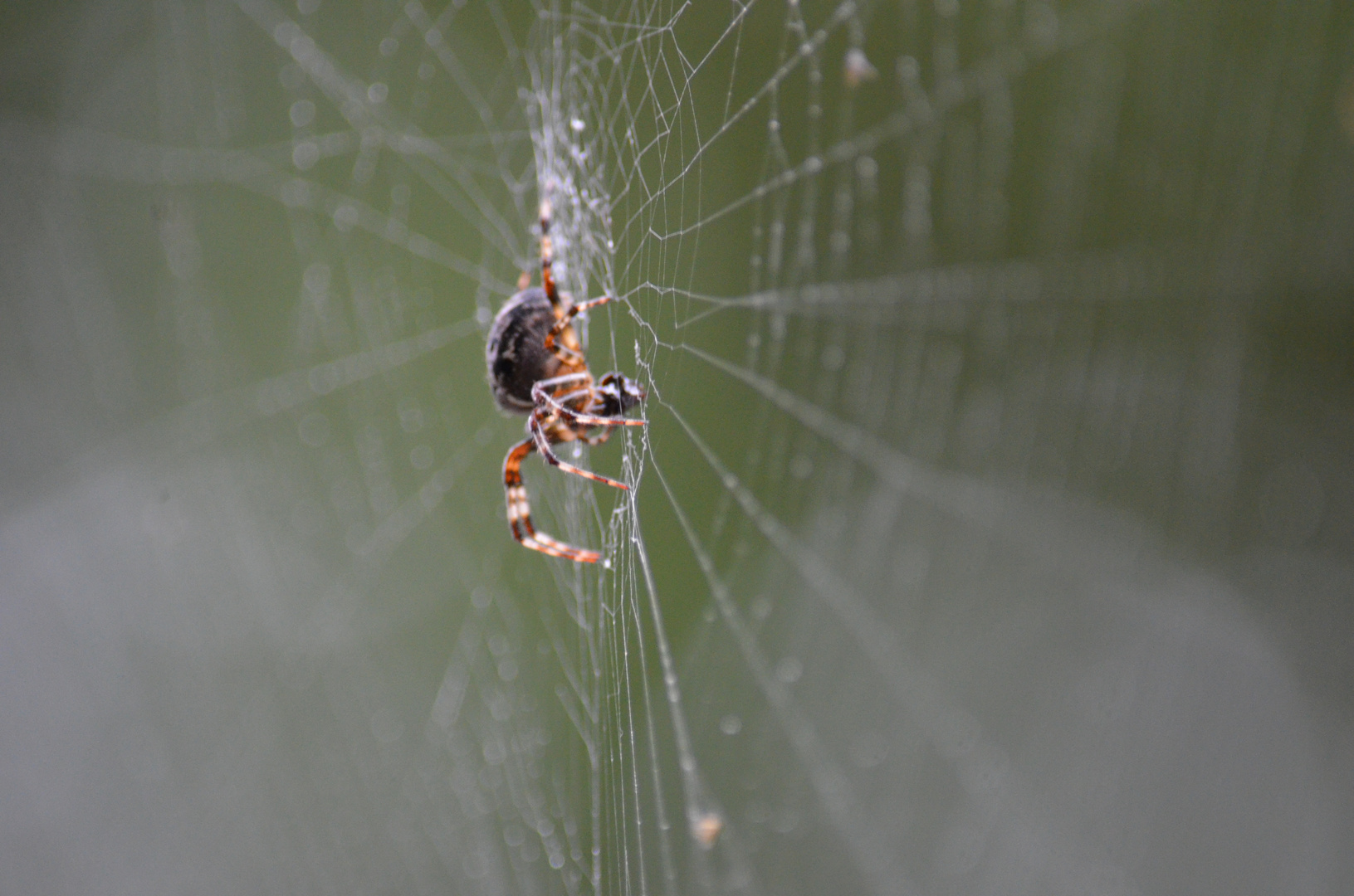 Spider net