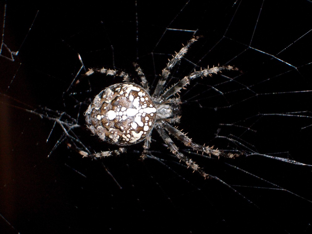 Spider Night - Nightspider