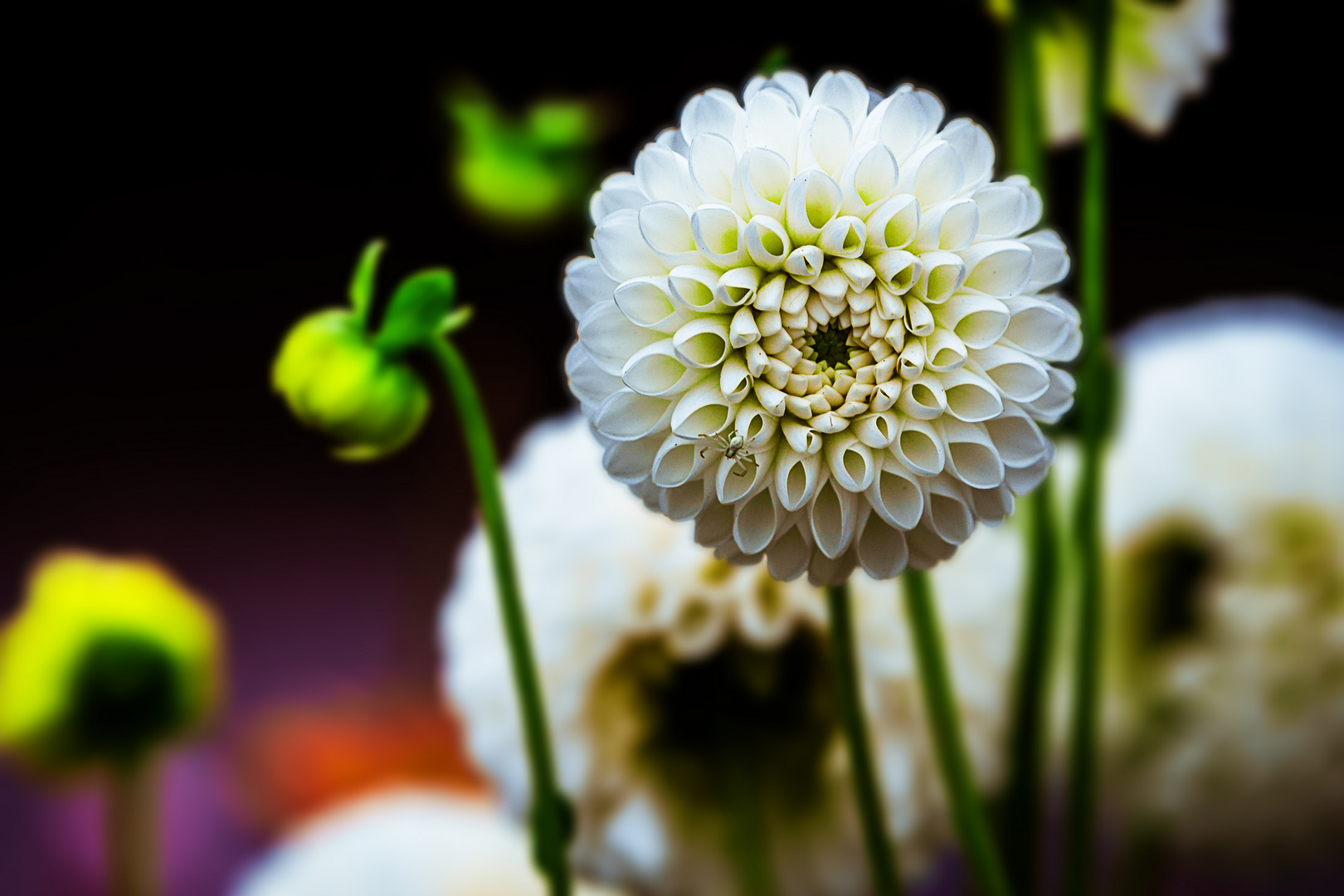 Spider On A Flower