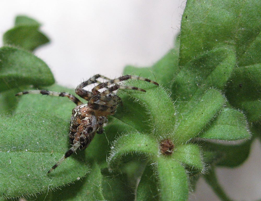 Spider on a plant