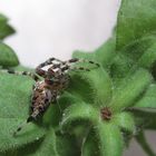 Spider on a plant