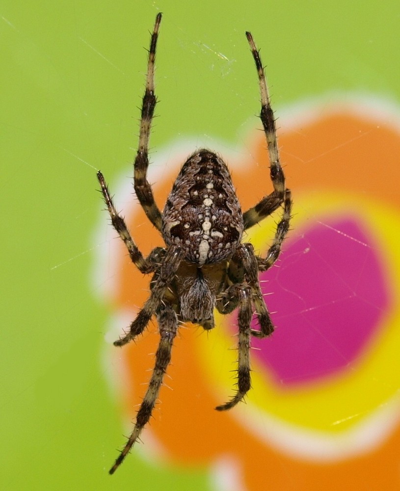 spider on colored background