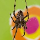 spider on colored background