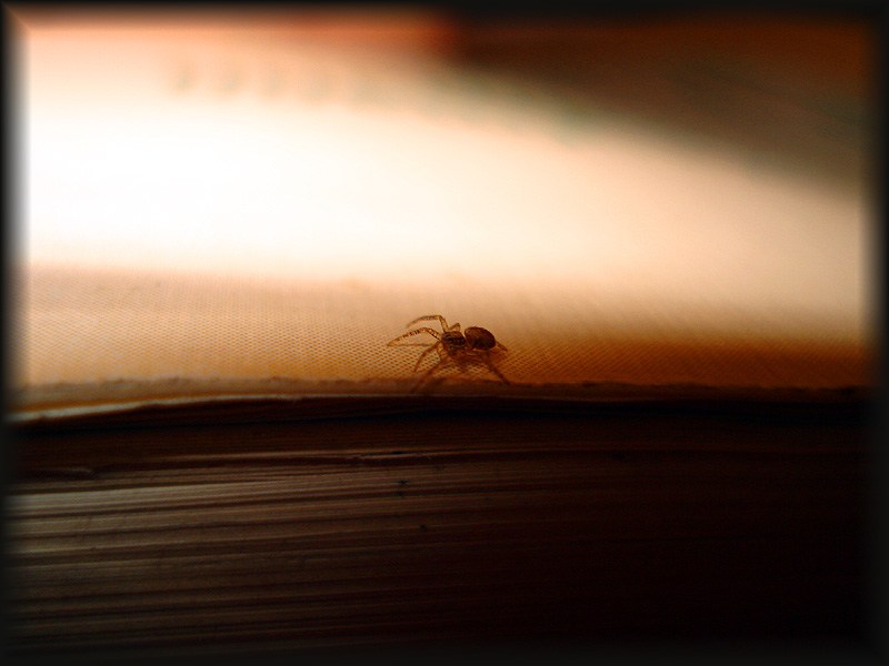 Spider on my book