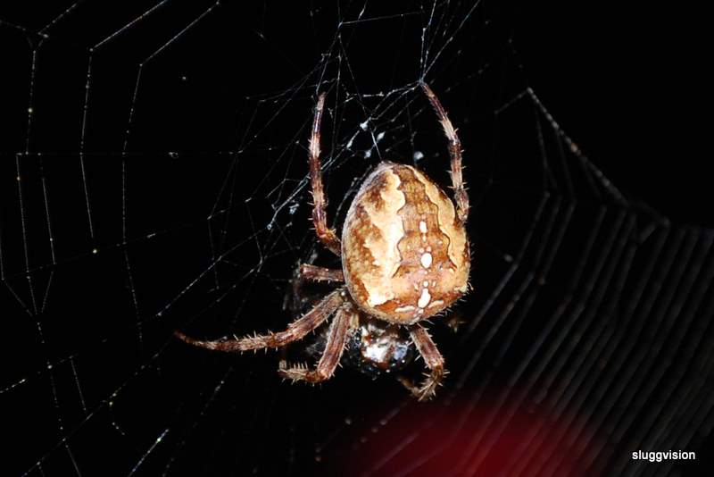 spider on my porch