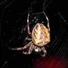 spider on my porch