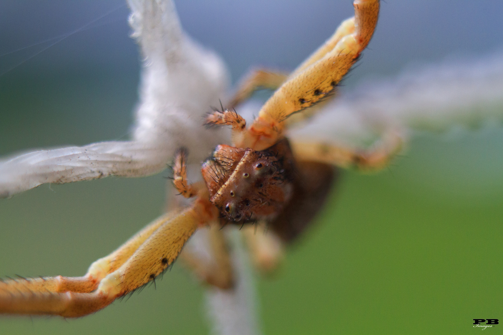 Spider on the Balkony