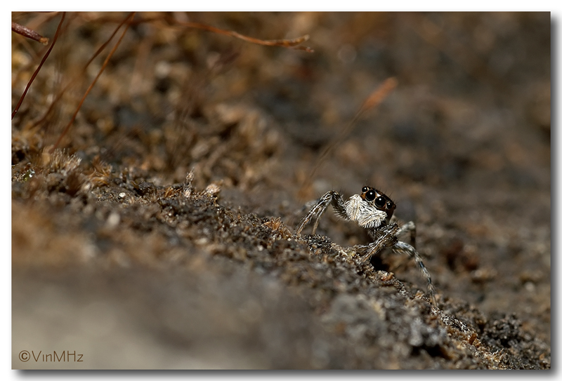 :: spider on the moon ::