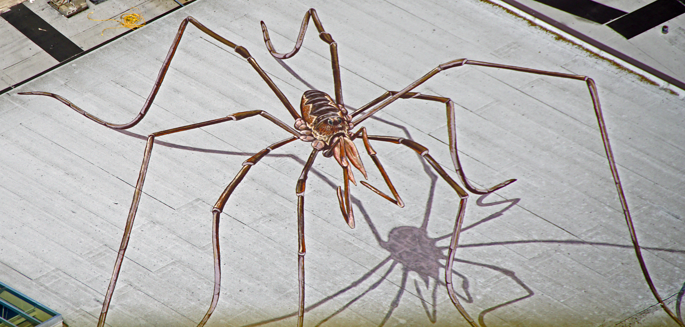 Spider on the roof