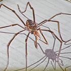 Spider on the roof