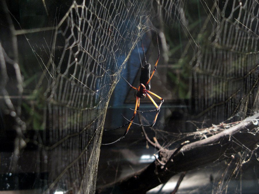 Spider on Web 2.0