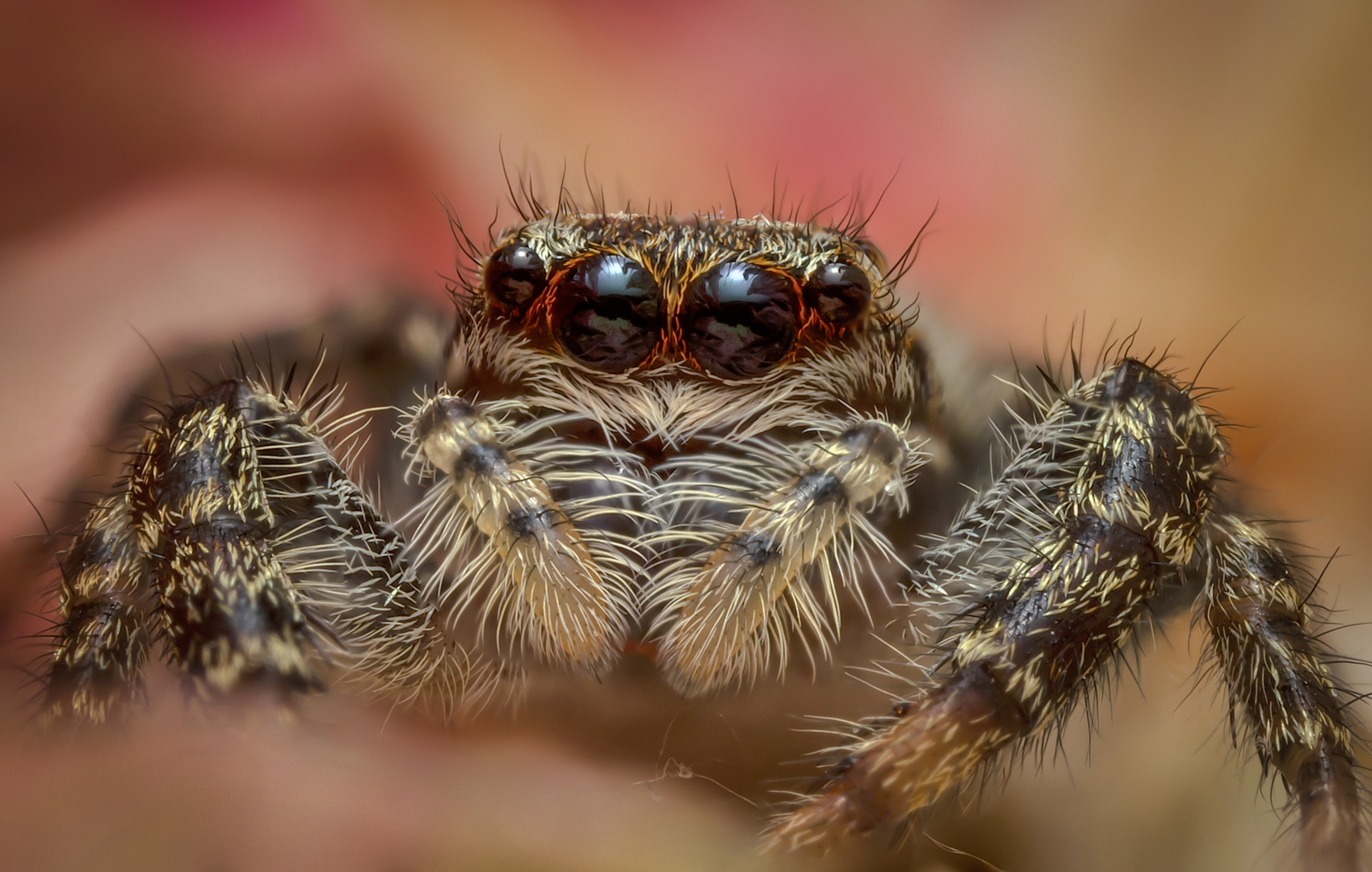 Spider portrait