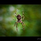 Spider Portrait