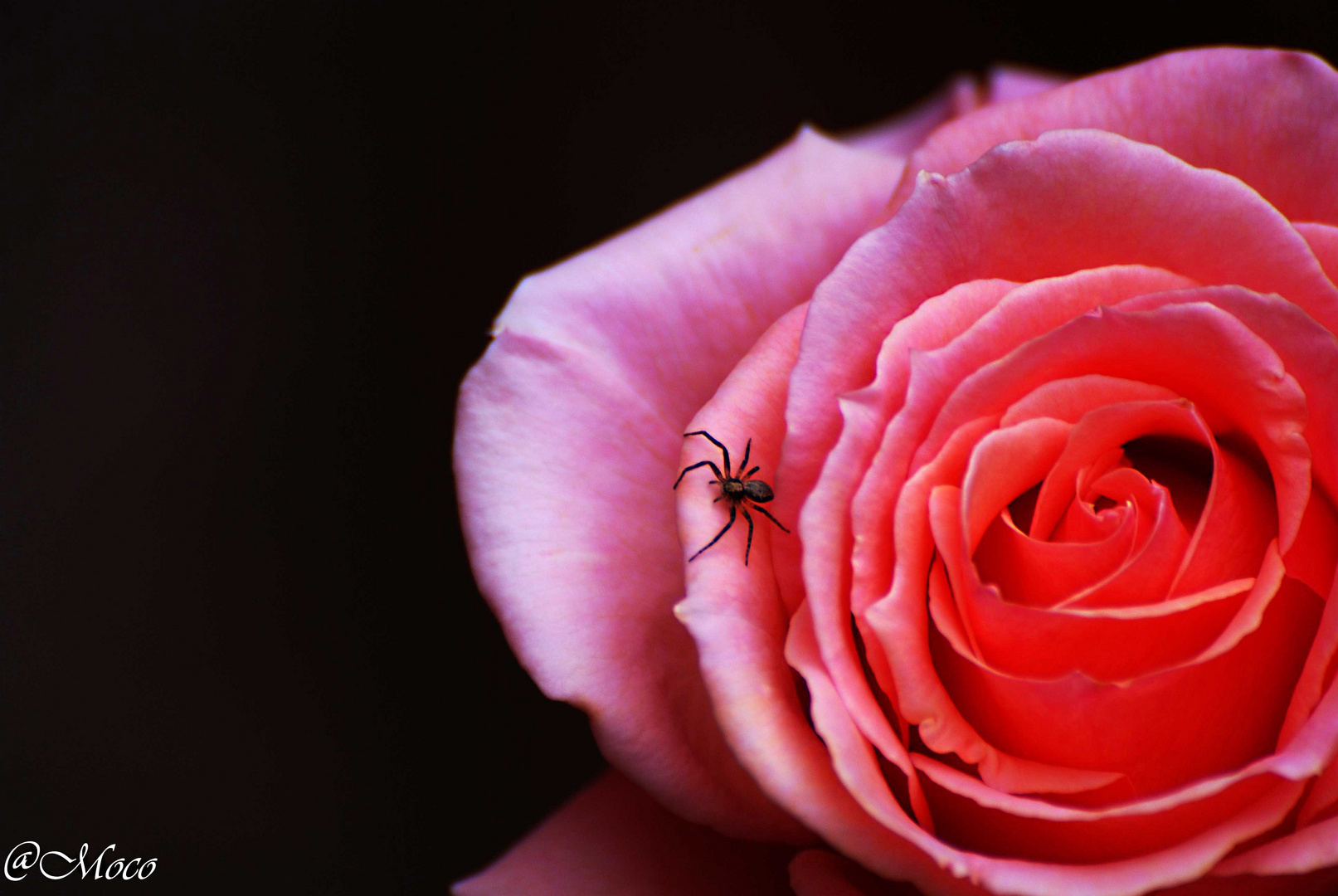 Spider Rose