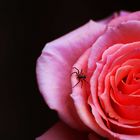 Spider Rose