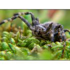 Spider-Schwein (8x4)