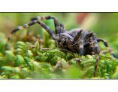 Spider-Schwein (8x4)