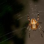 Spider Spinne oder so