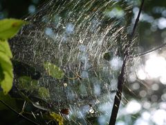 Spider, Spinnennetz