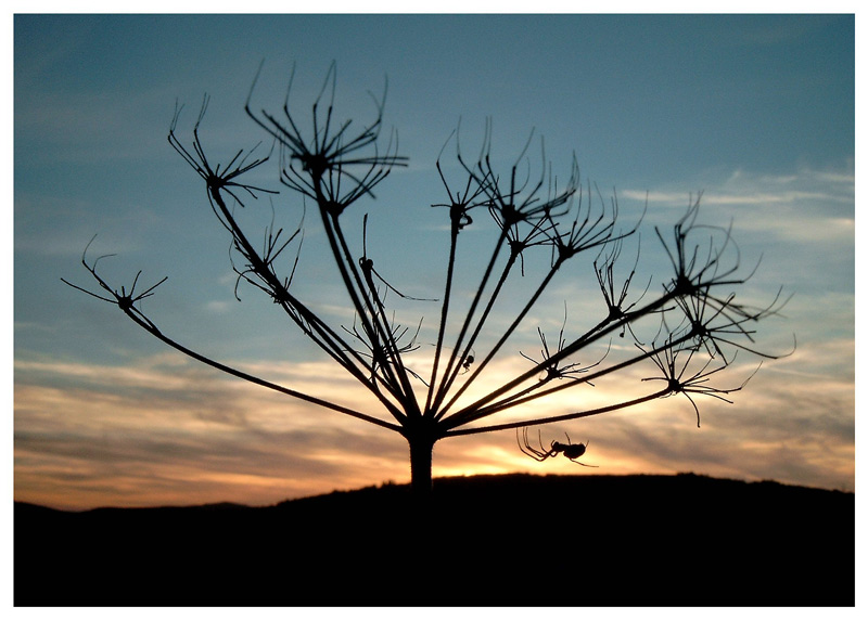 Spider-Sunset