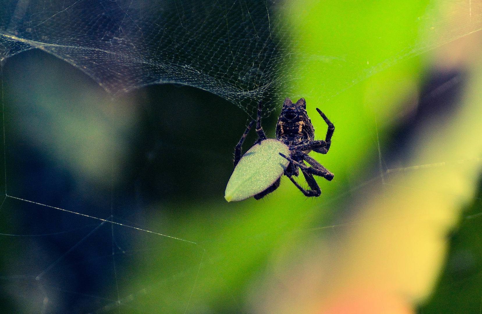 Spider surfer