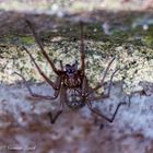 Spider (Tegenaria Domestice) 
