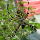 Spider Tiger